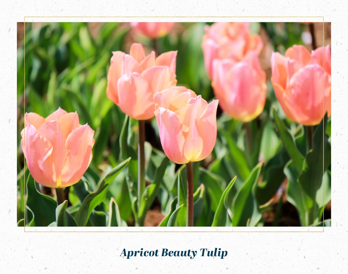 Detail Tulip Pics Nomer 43