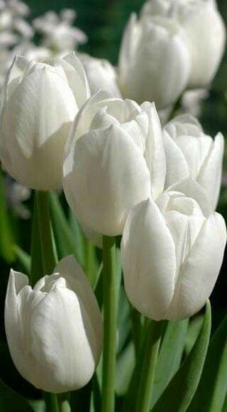 Tulip Putih - KibrisPDR