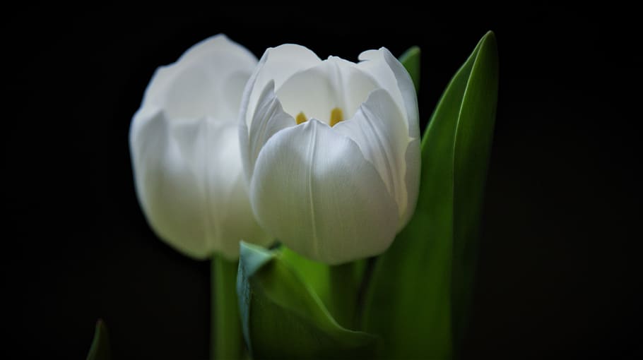 Detail Tulip Putih Nomer 24