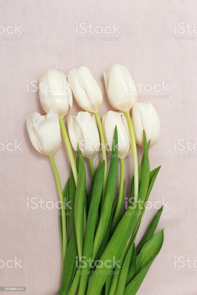 Detail Tulip Putih Nomer 25