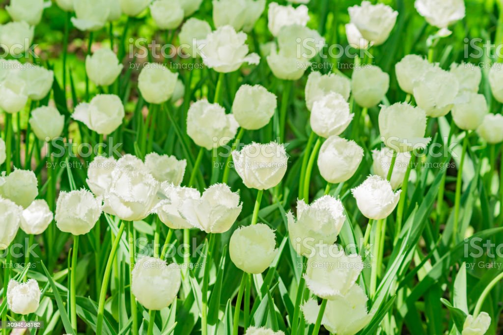 Detail Tulip Putih Nomer 38