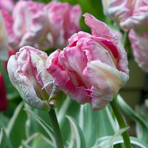 Detail Tulip Silver Parrot Nomer 15