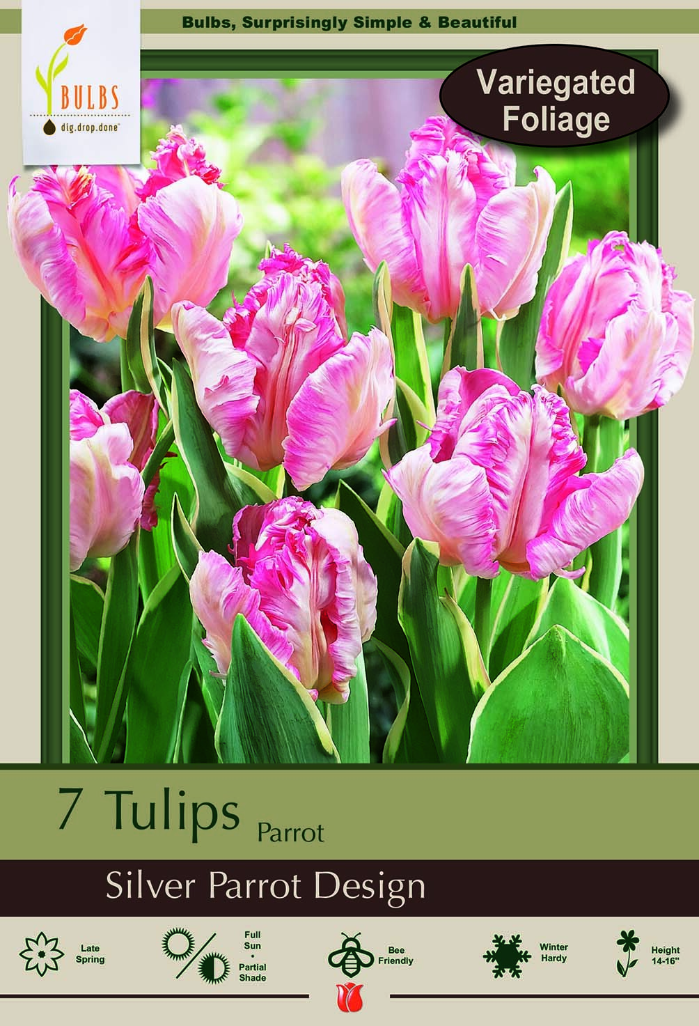 Detail Tulip Silver Parrot Nomer 30