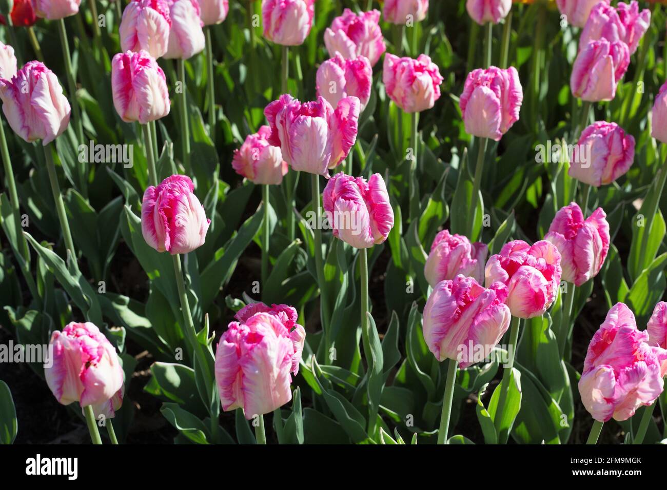 Detail Tulip Silver Parrot Nomer 33