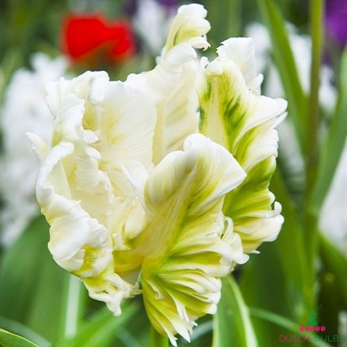 Download Tulip Silver Parrot Nomer 45