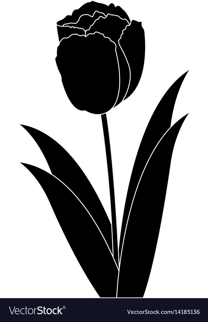 Tulip Vector Png - KibrisPDR