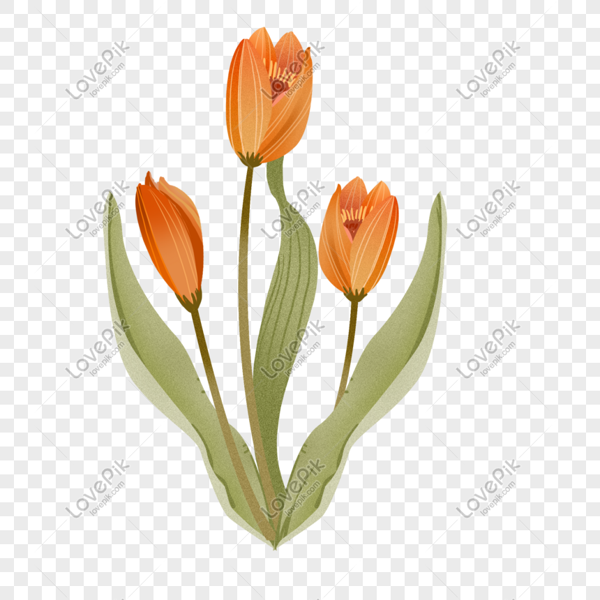 Detail Tulip Vector Png Nomer 55