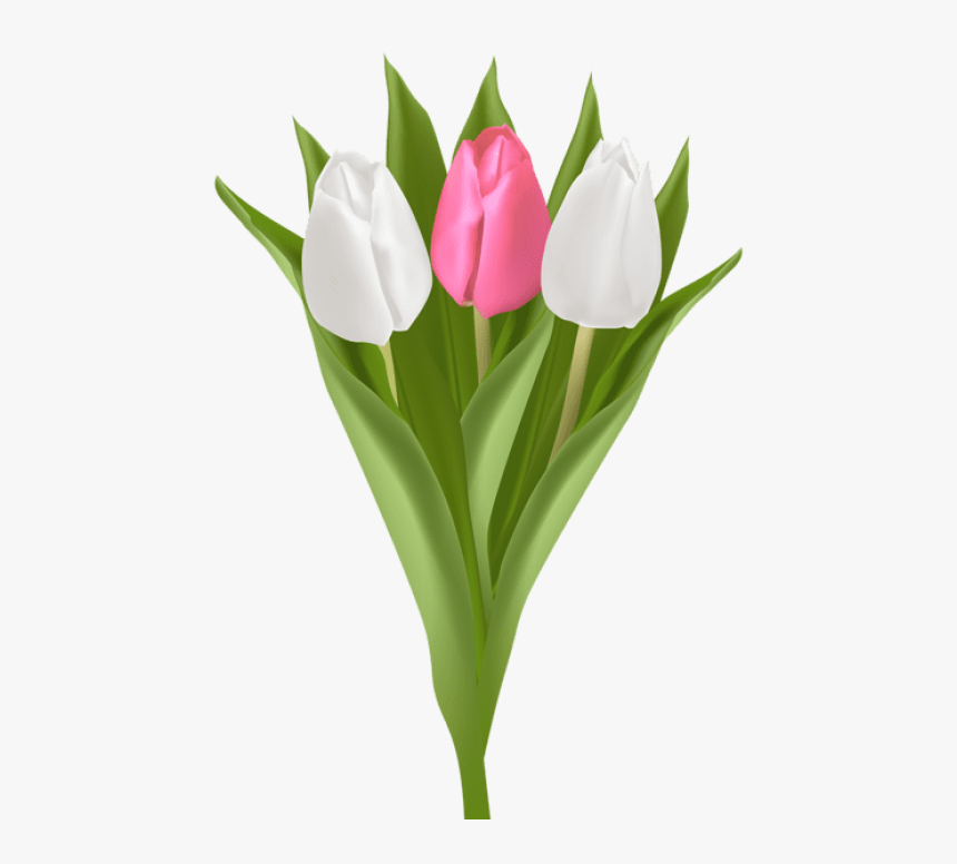 Detail Tulip Vector Png Nomer 8