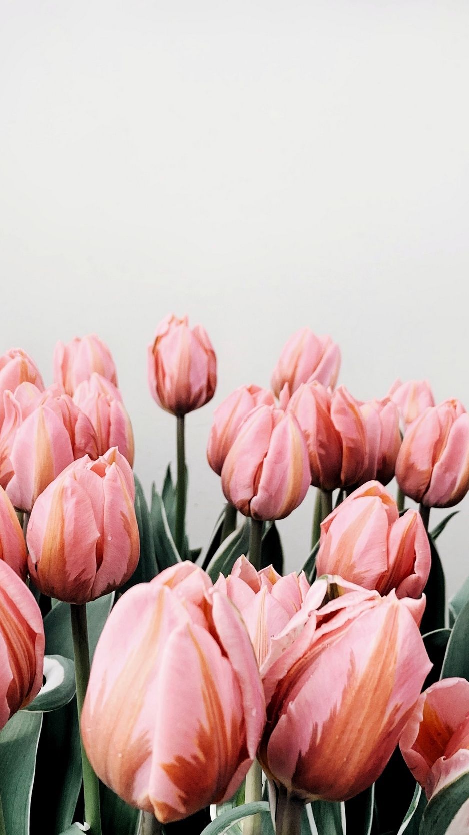 Detail Tulip Wallpaper For Iphone Nomer 3