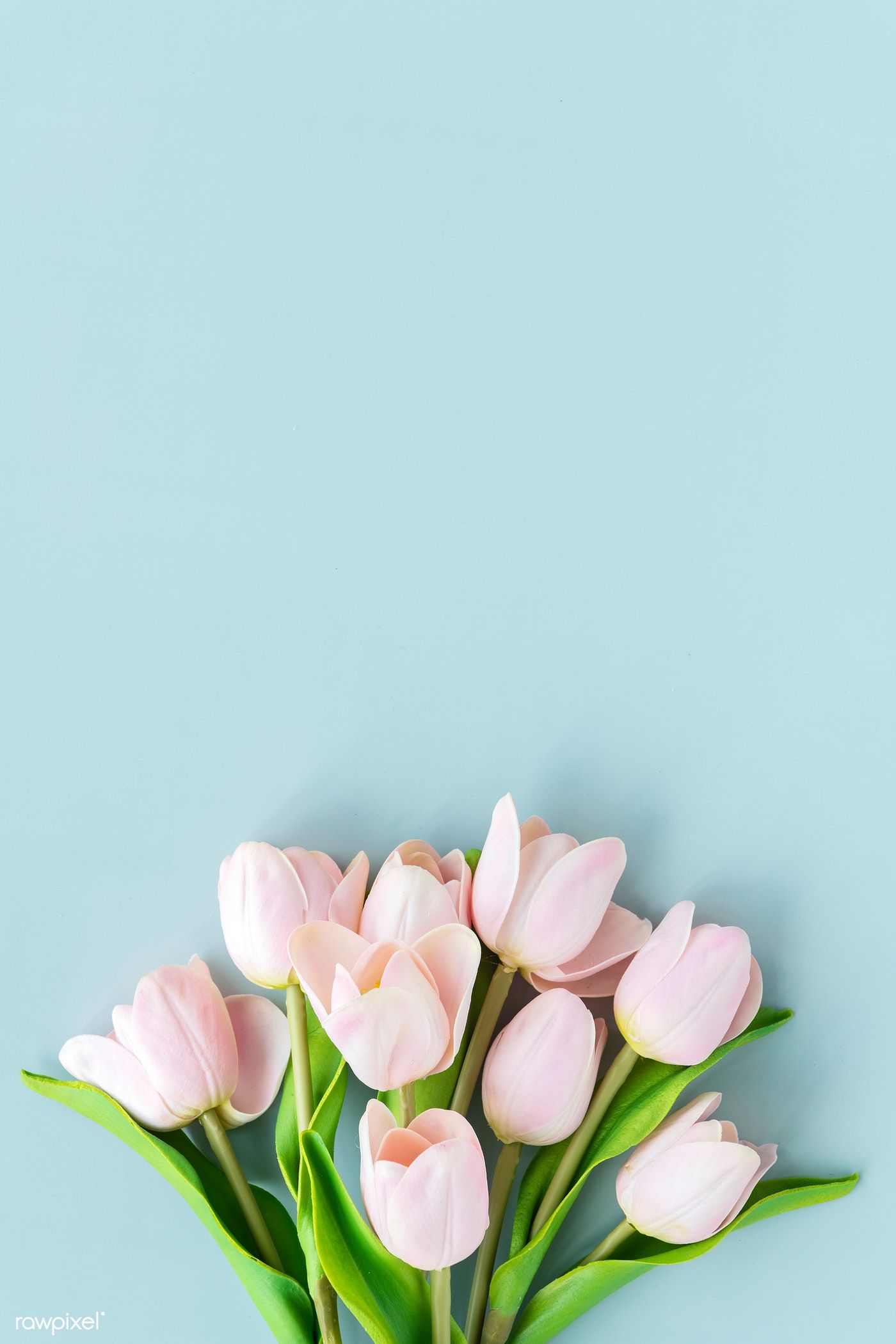 Detail Tulip Wallpaper For Iphone Nomer 29