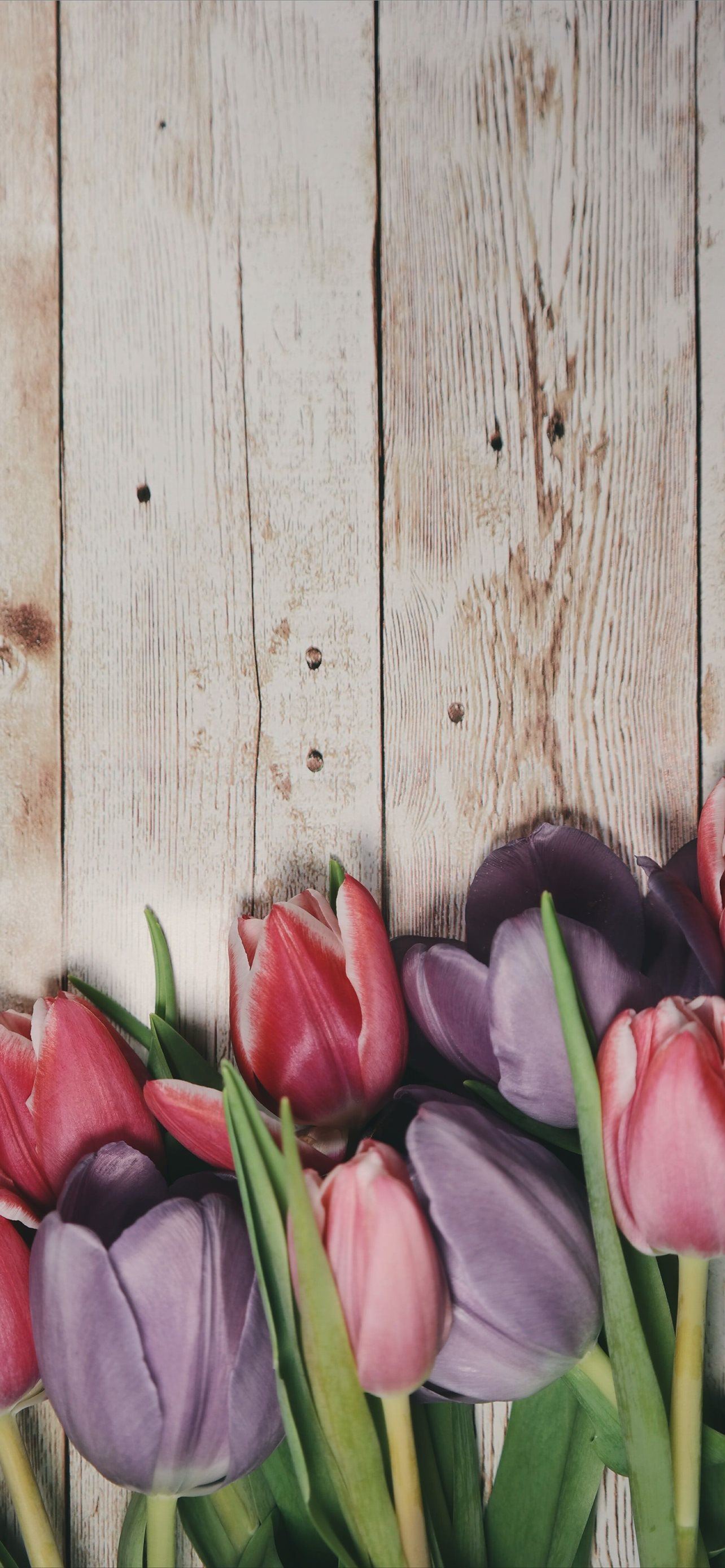 Detail Tulip Wallpaper For Iphone Nomer 4