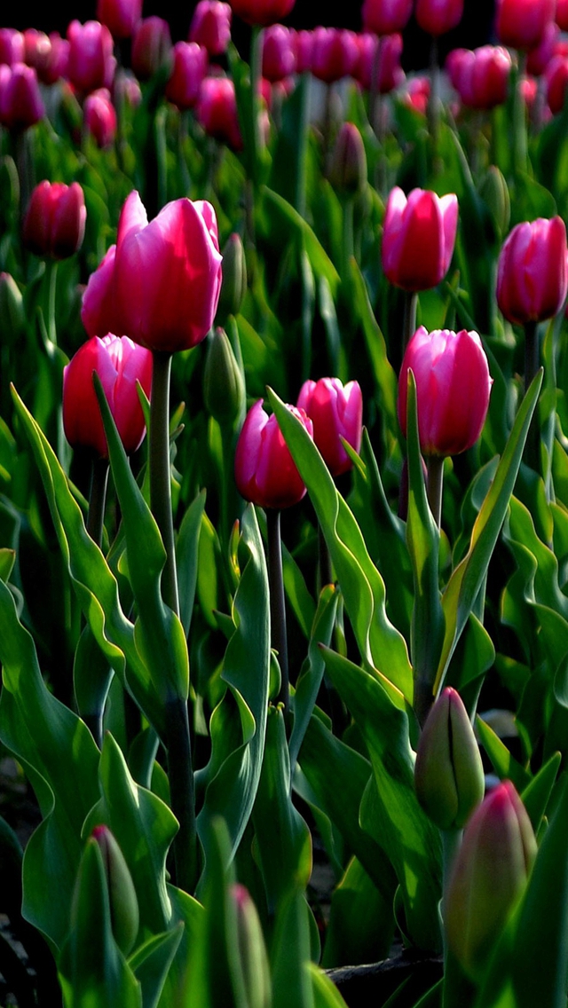 Detail Tulip Wallpaper For Iphone Nomer 41