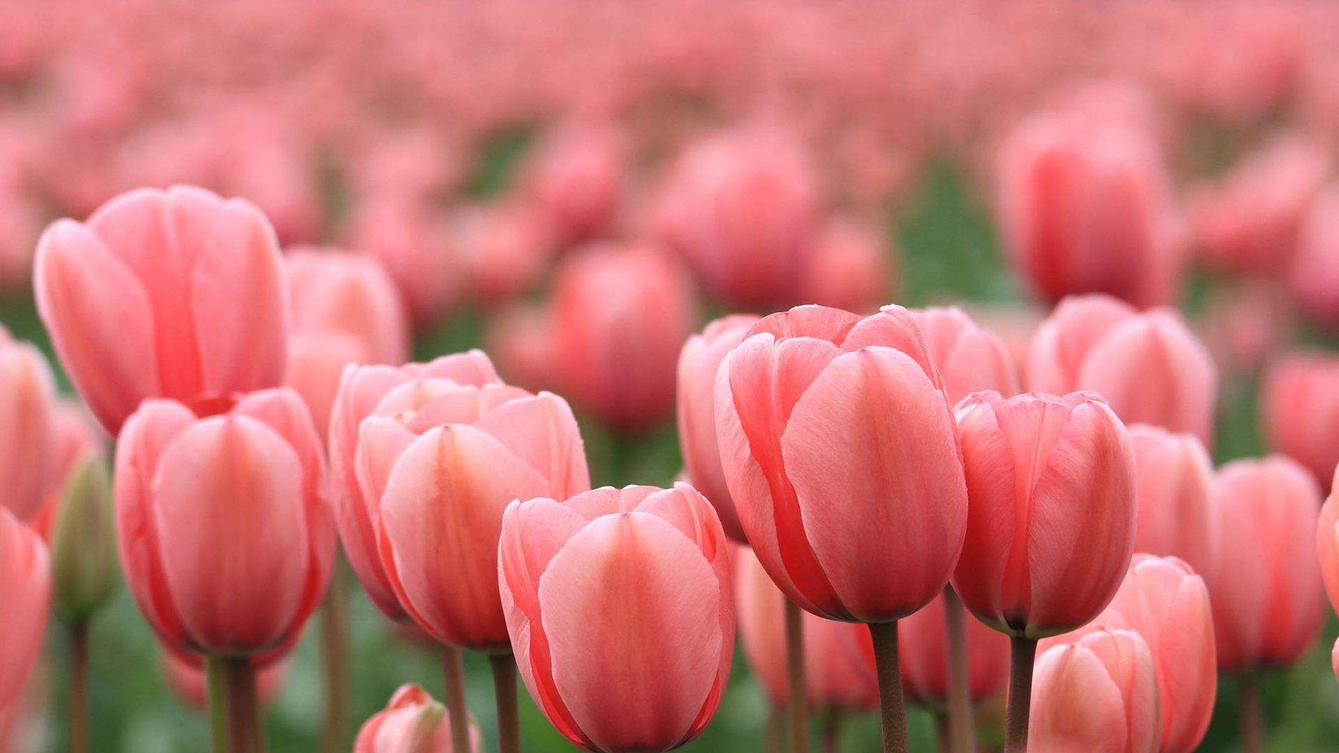 Detail Tulip Wallpaper Hd Nomer 10