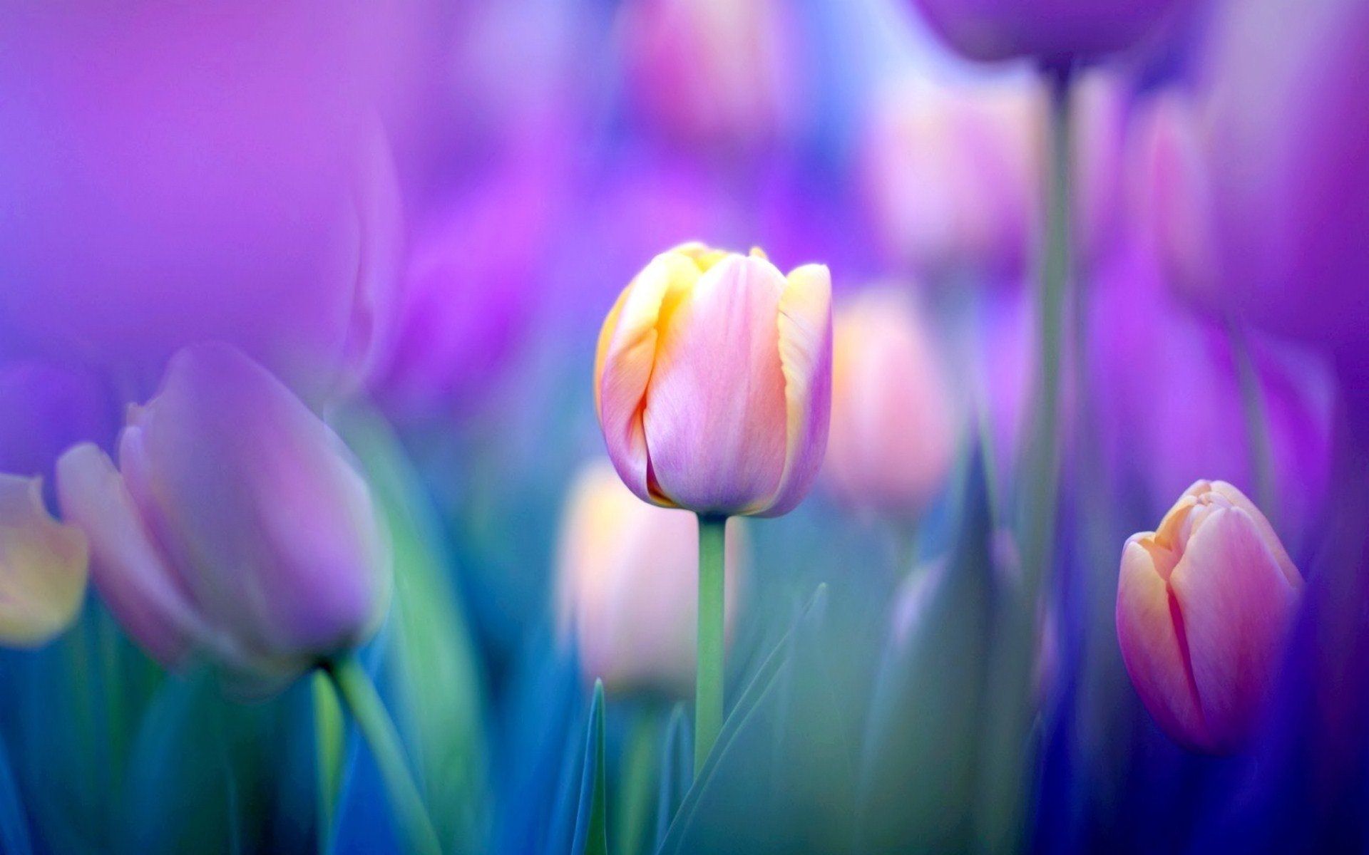 Detail Tulip Wallpaper Hd Nomer 3