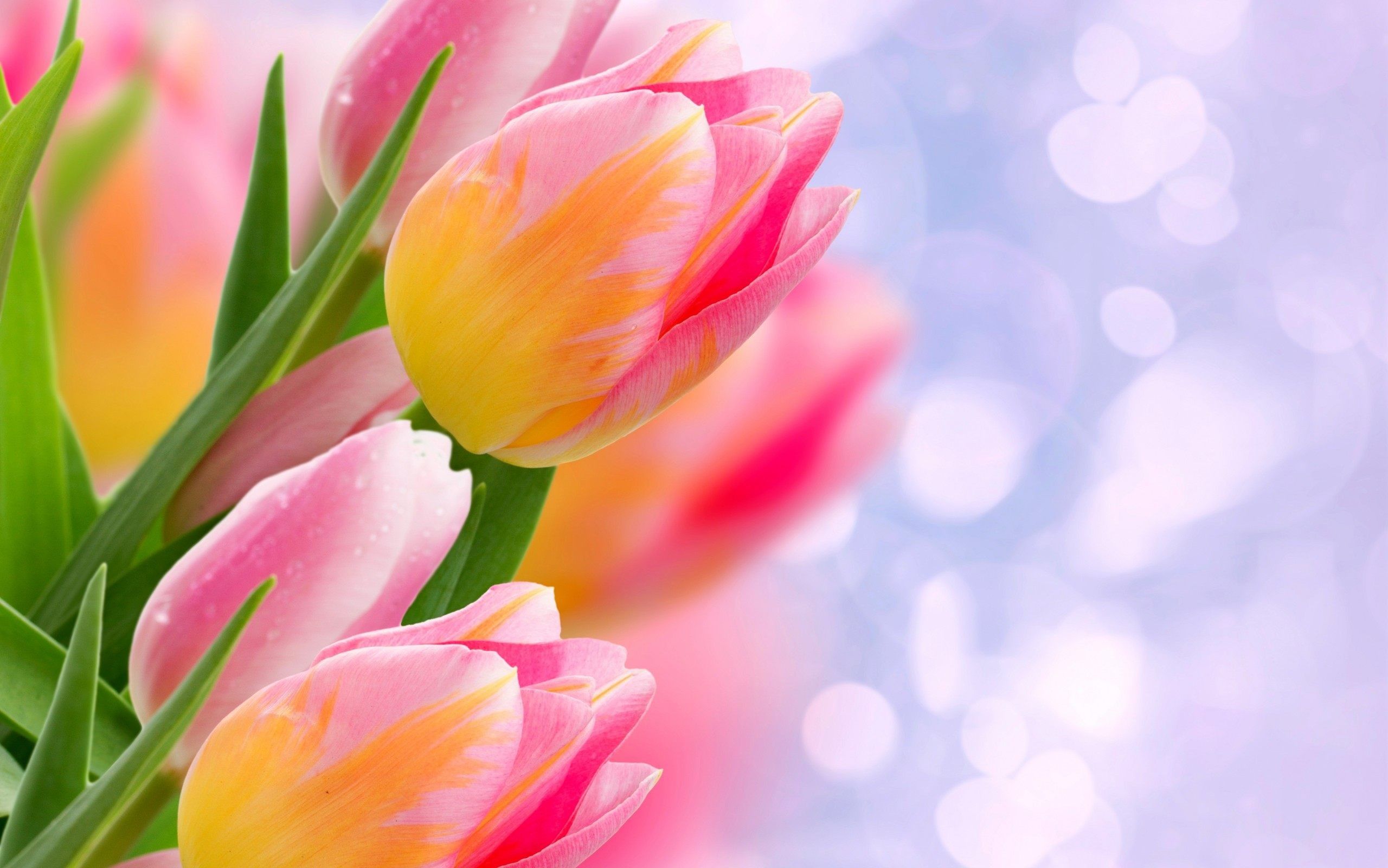 Detail Tulip Wallpaper Hd Nomer 24