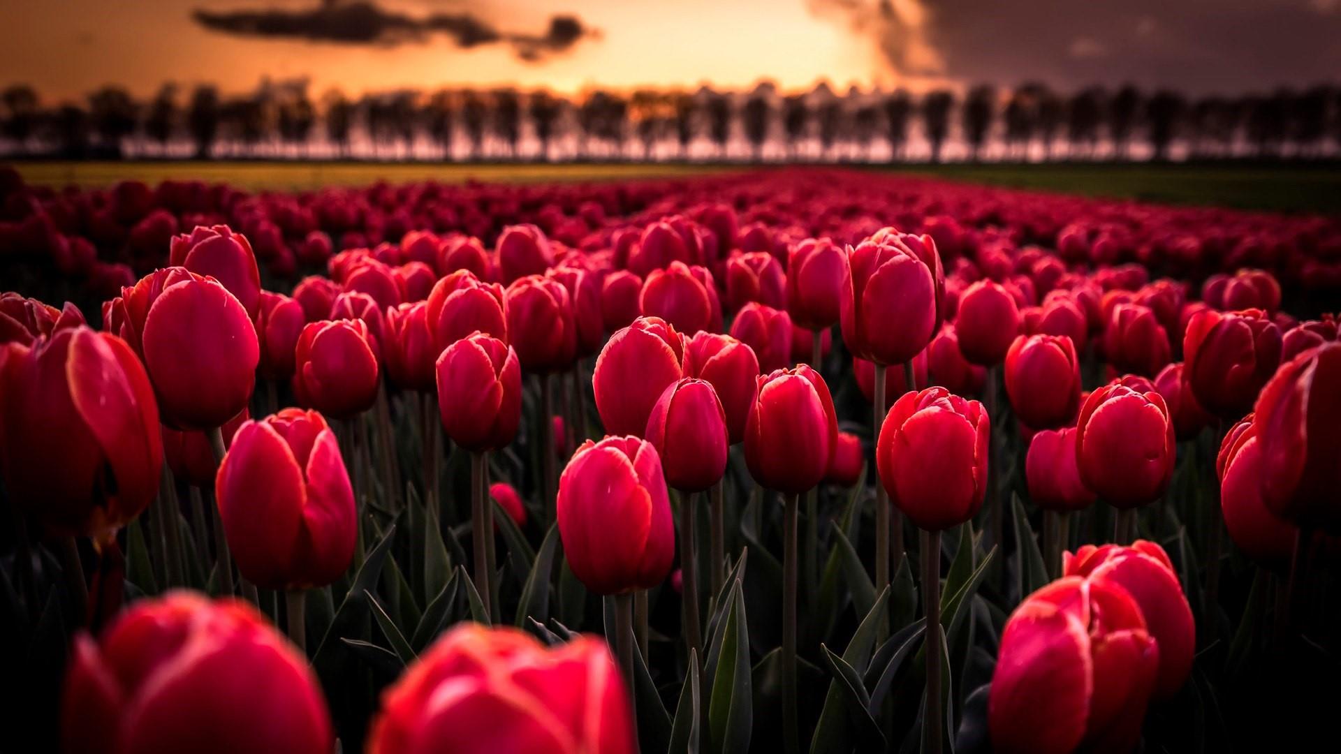 Detail Tulip Wallpaper Hd Nomer 4