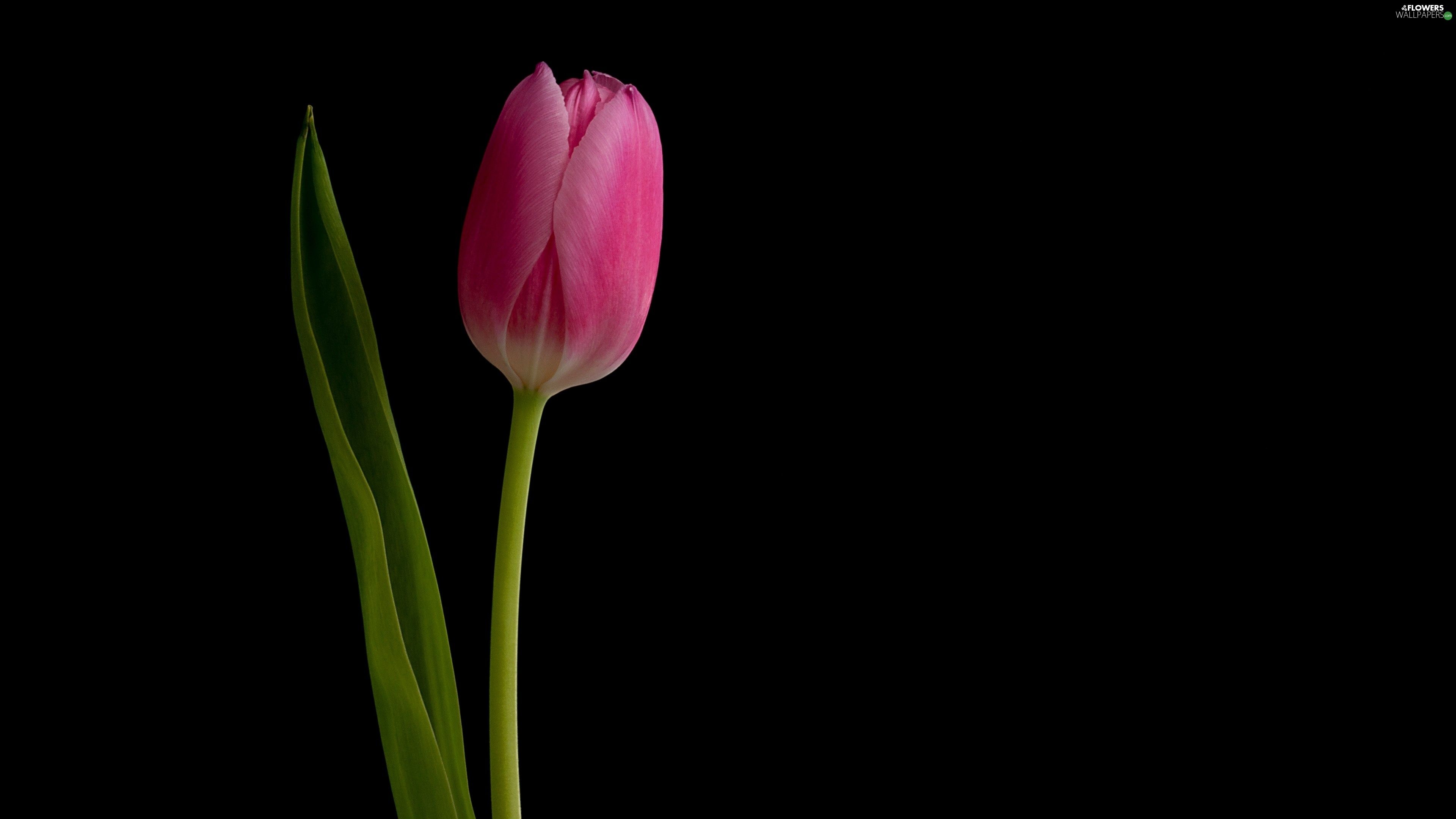 Detail Tulip Wallpaper Hd Nomer 31