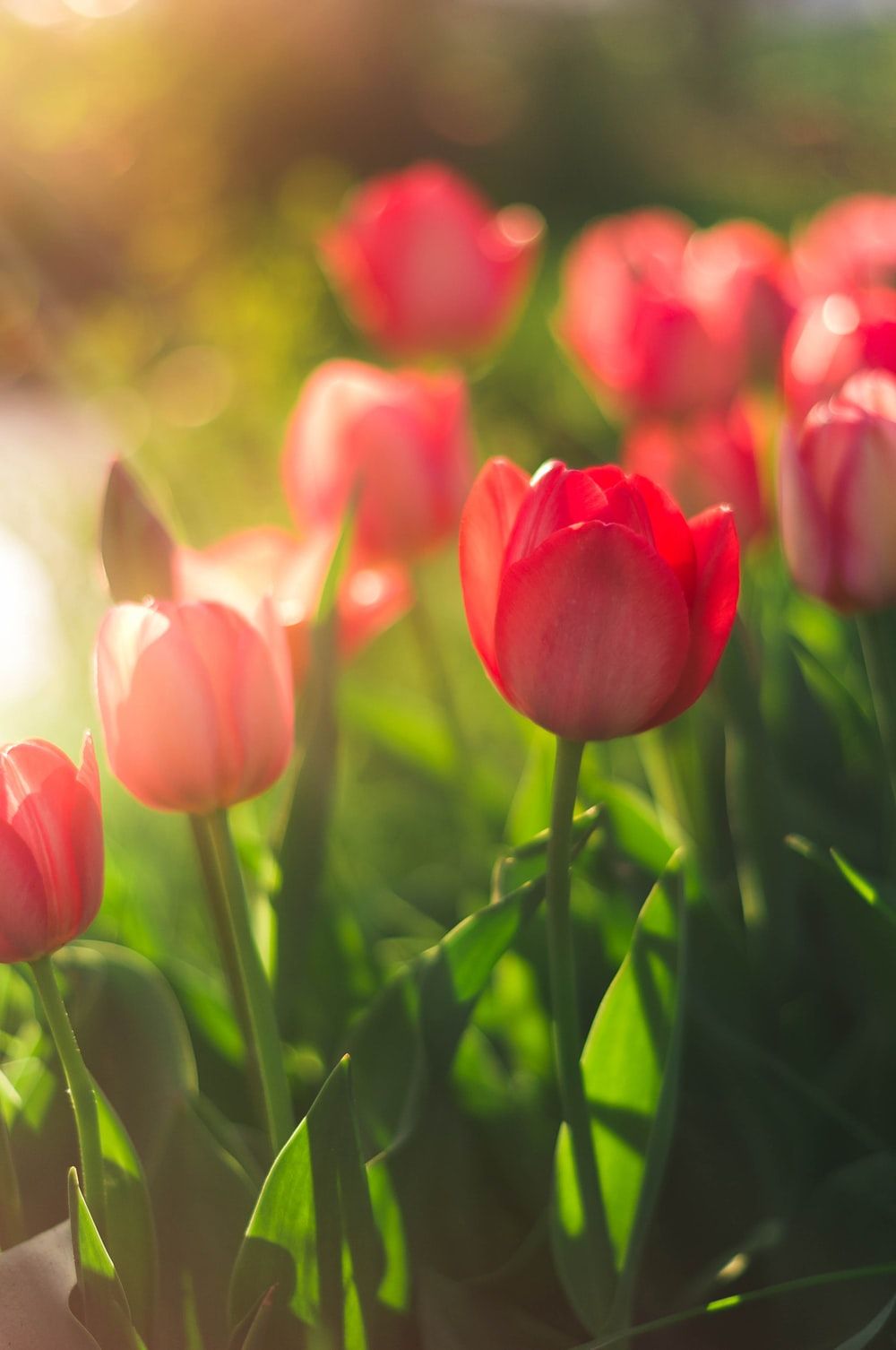 Detail Tulip Wallpaper Hd Nomer 5