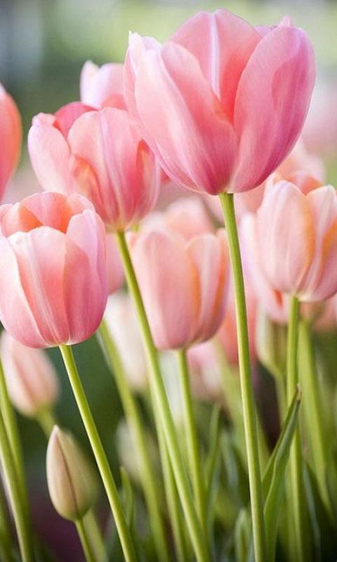 Detail Tulip Wallpaper Hd Nomer 39