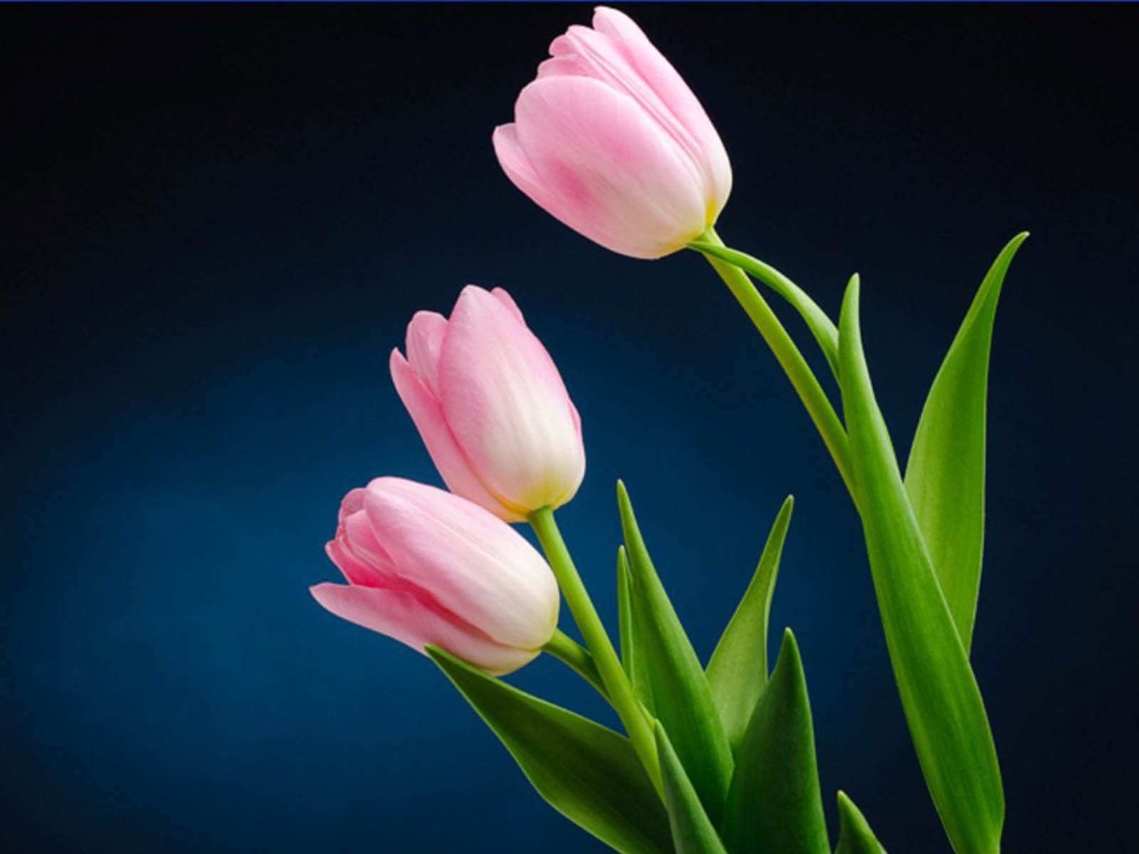 Detail Tulip Wallpaper Hd Nomer 6