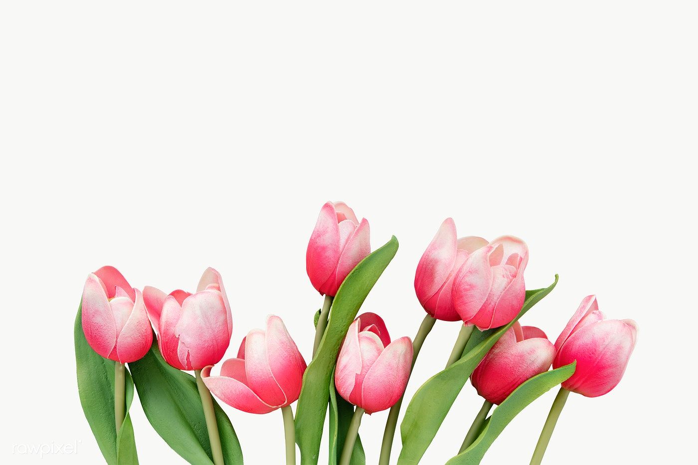 Detail Tulips Png Nomer 23