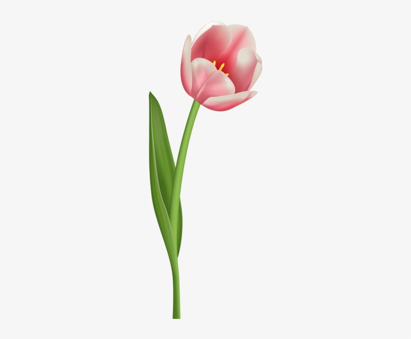 Detail Tulips Png Nomer 25