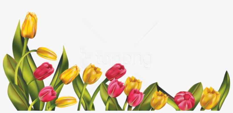 Detail Tulips Png Nomer 26
