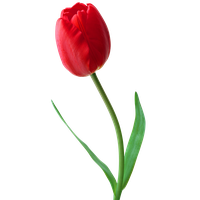 Detail Tulips Png Nomer 31