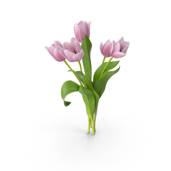 Detail Tulips Png Nomer 39