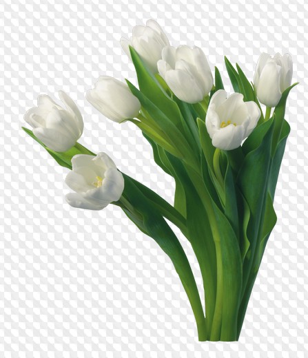 Detail Tulips Png Nomer 48