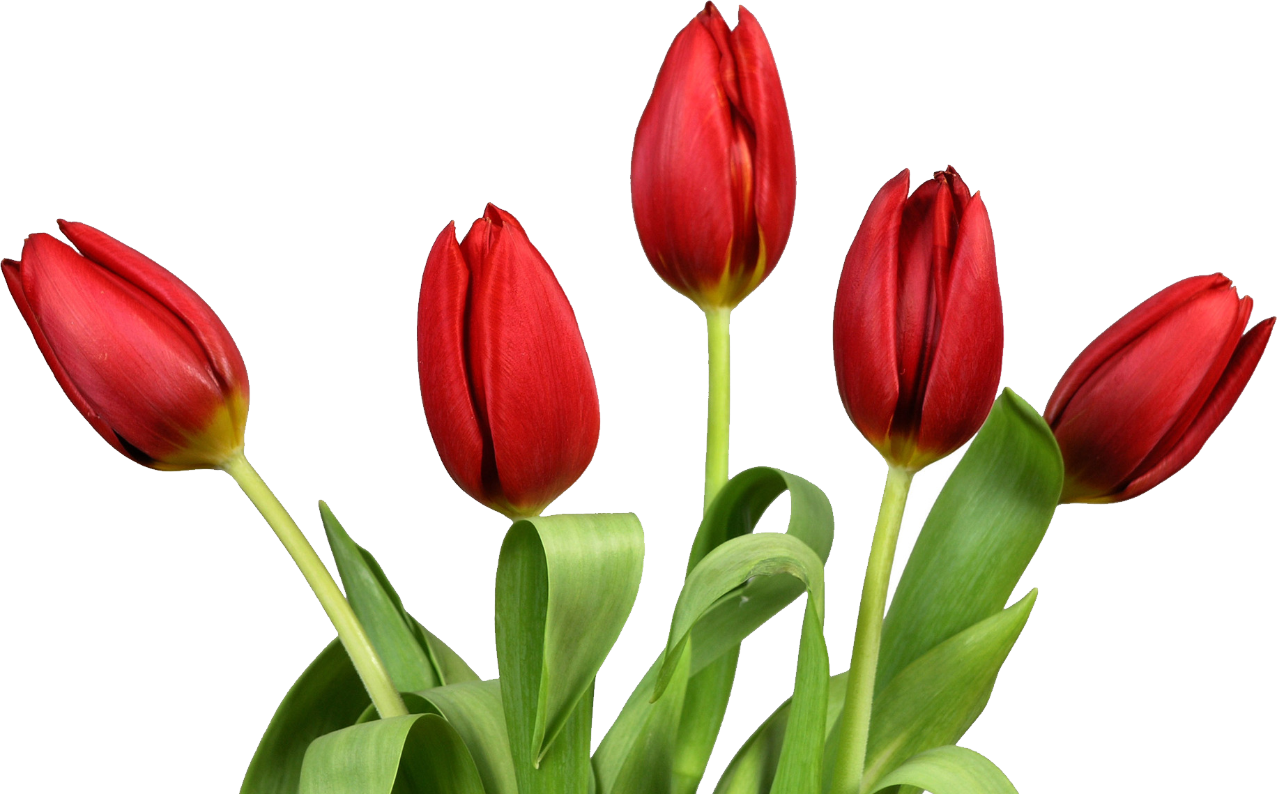 Detail Tulips Png Nomer 8