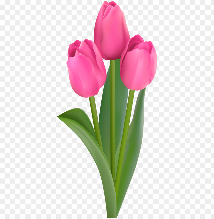 Tulips Transparent Background - KibrisPDR