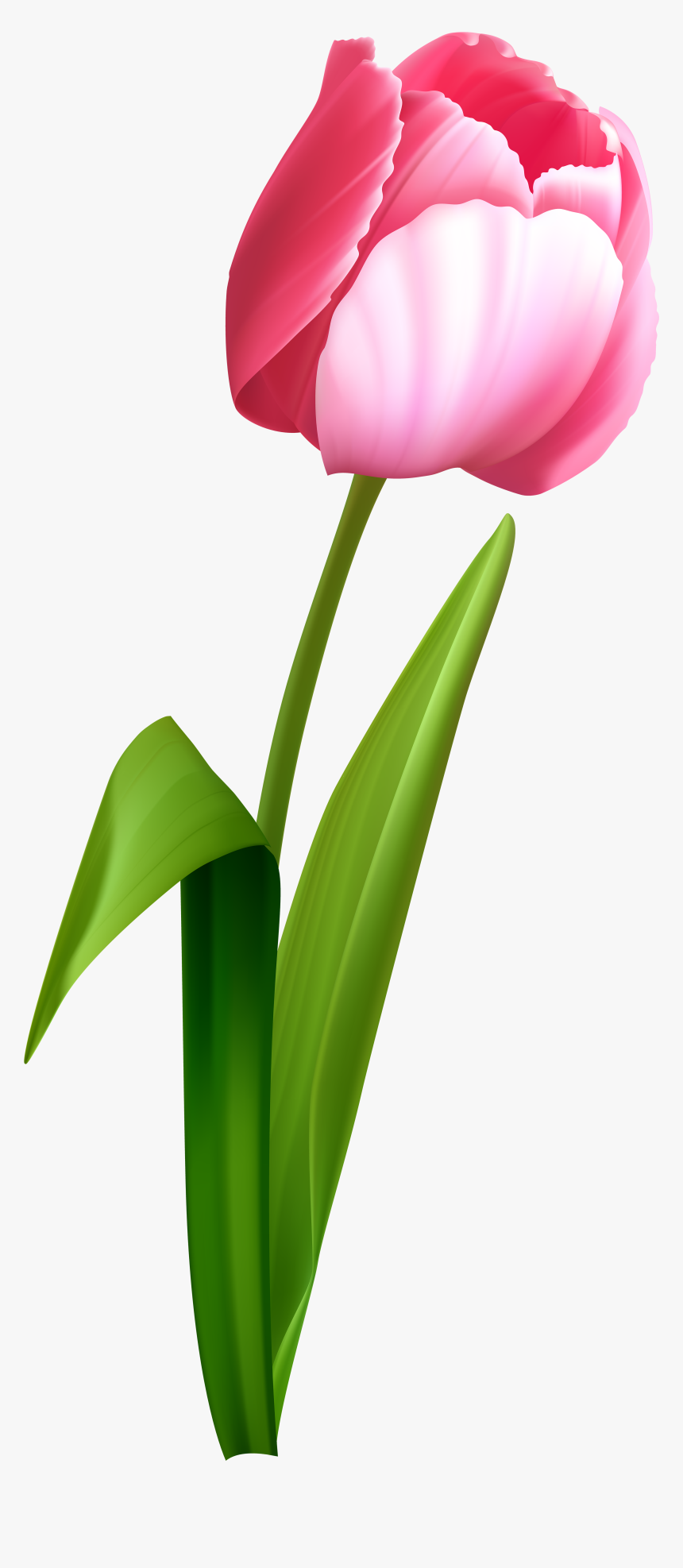 Detail Tulips Transparent Background Nomer 8