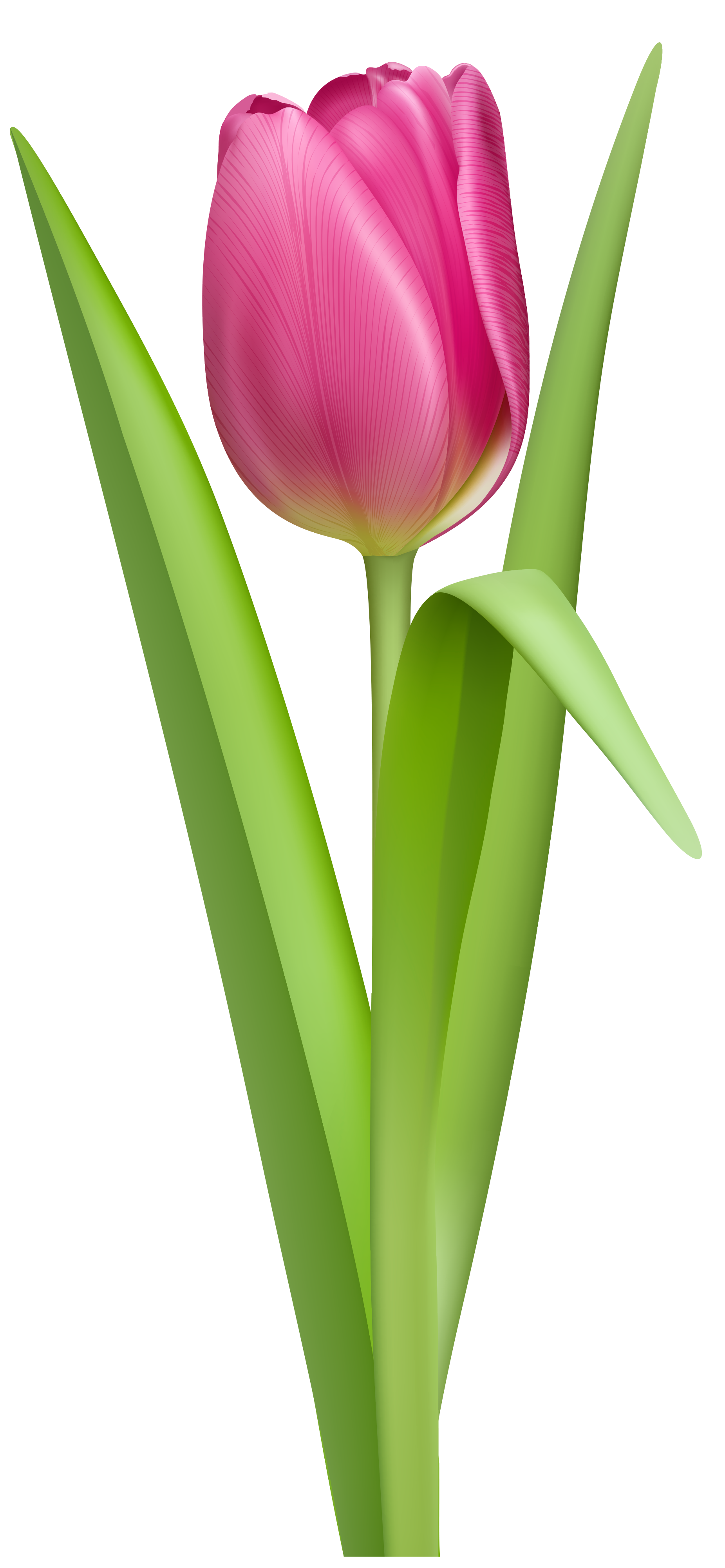 Detail Tulips Transparent Background Nomer 9