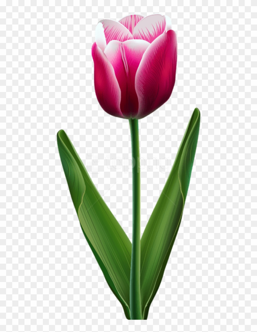 Detail Tulips Transparent Background Nomer 11