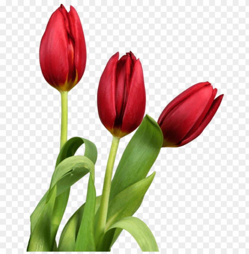 Detail Tulips Transparent Background Nomer 14