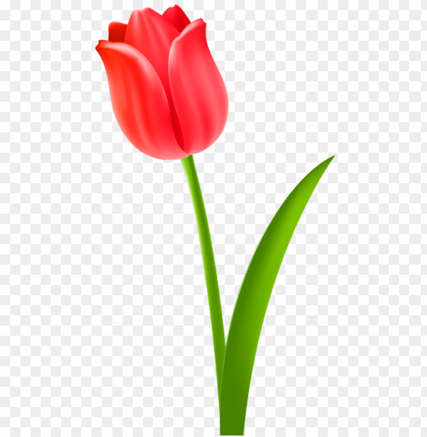 Detail Tulips Transparent Background Nomer 16