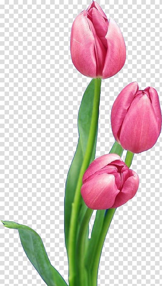 Detail Tulips Transparent Background Nomer 17