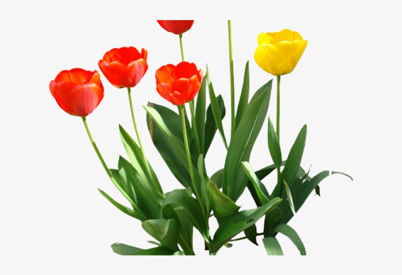 Detail Tulips Transparent Background Nomer 19