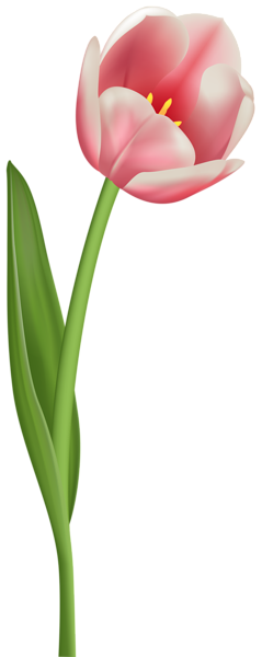 Detail Tulips Transparent Background Nomer 20