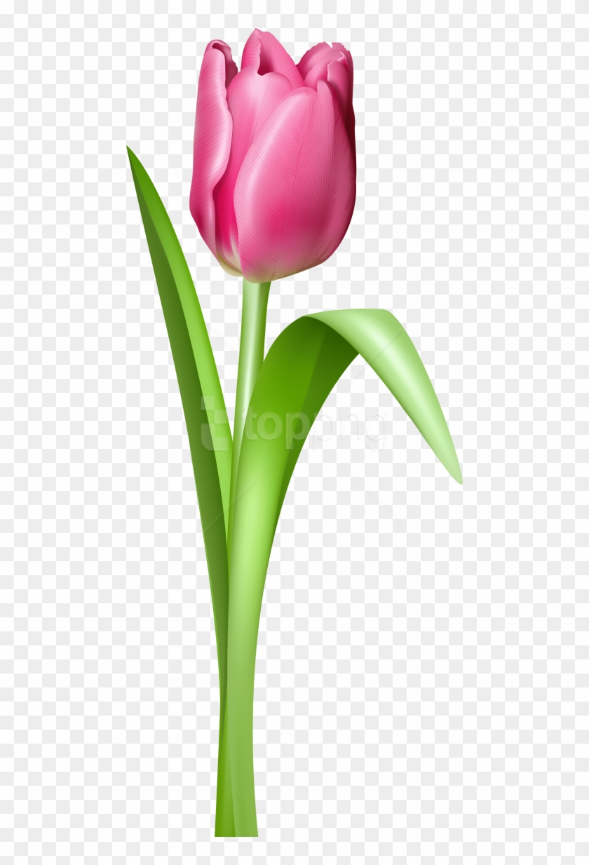 Detail Tulips Transparent Background Nomer 21