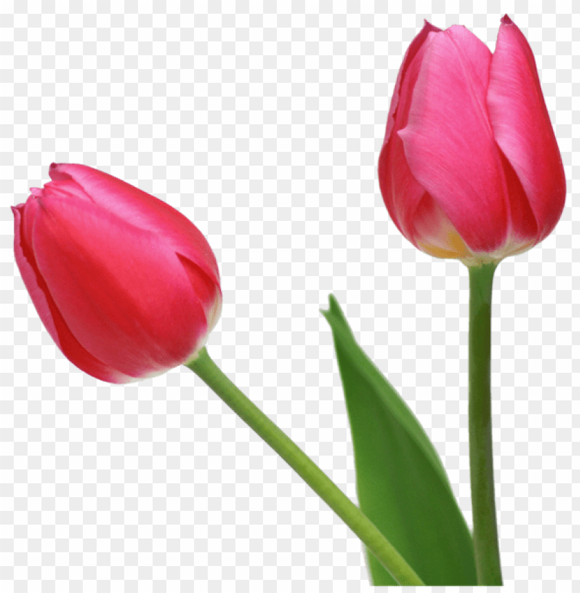 Detail Tulips Transparent Background Nomer 22