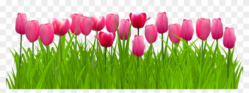 Detail Tulips Transparent Background Nomer 25