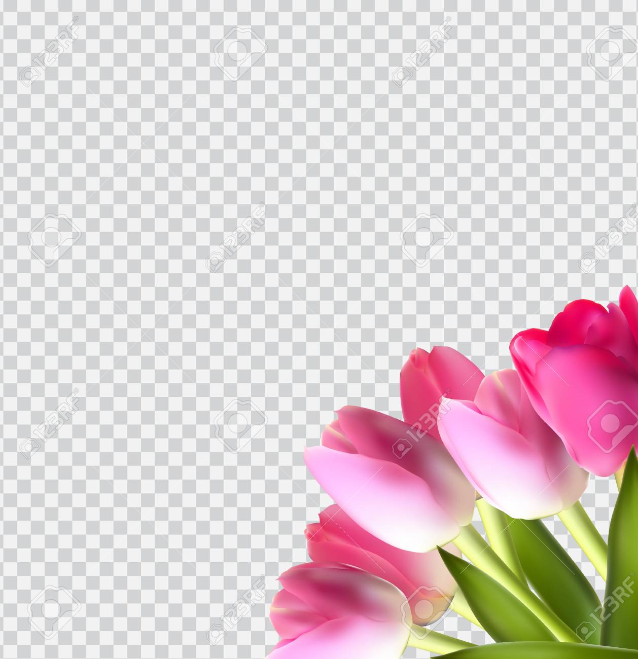 Detail Tulips Transparent Background Nomer 30