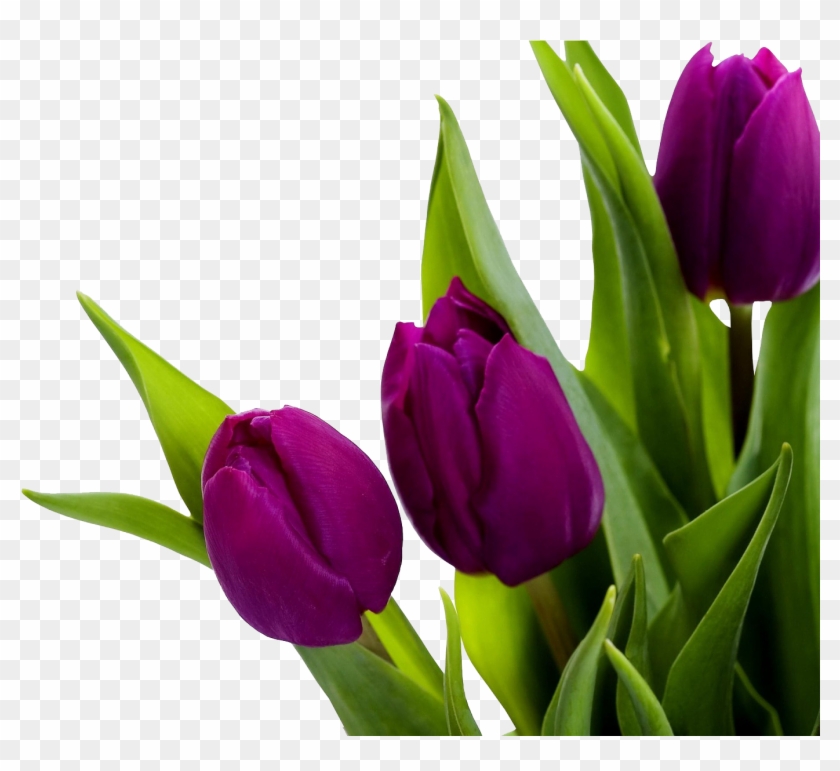 Detail Tulips Transparent Background Nomer 32