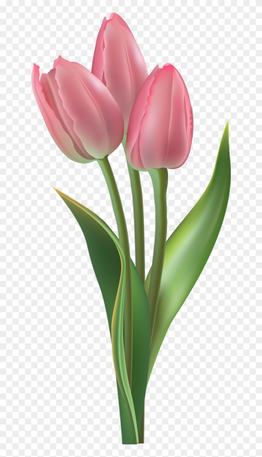 Detail Tulips Transparent Background Nomer 4