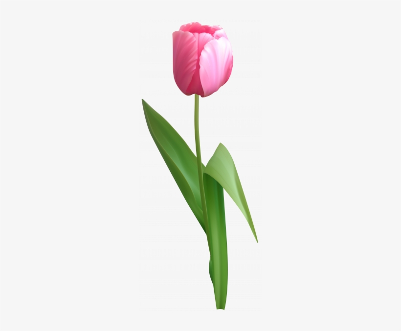 Detail Tulips Transparent Background Nomer 36