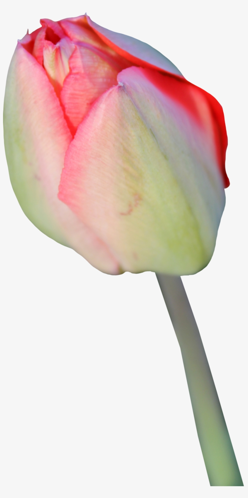 Detail Tulips Transparent Background Nomer 37