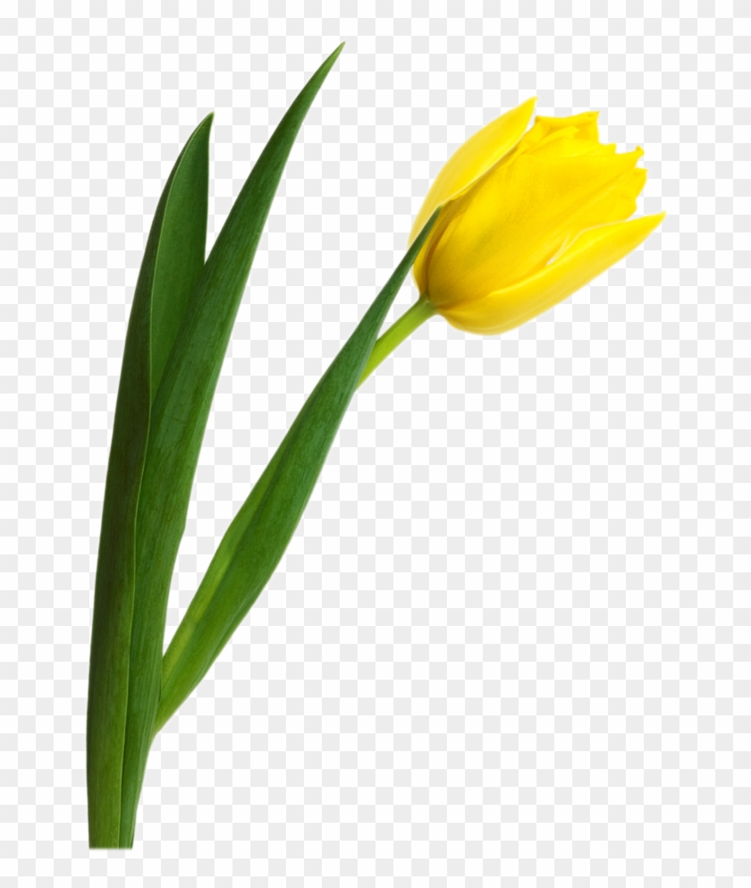 Download Tulips Transparent Background Nomer 38