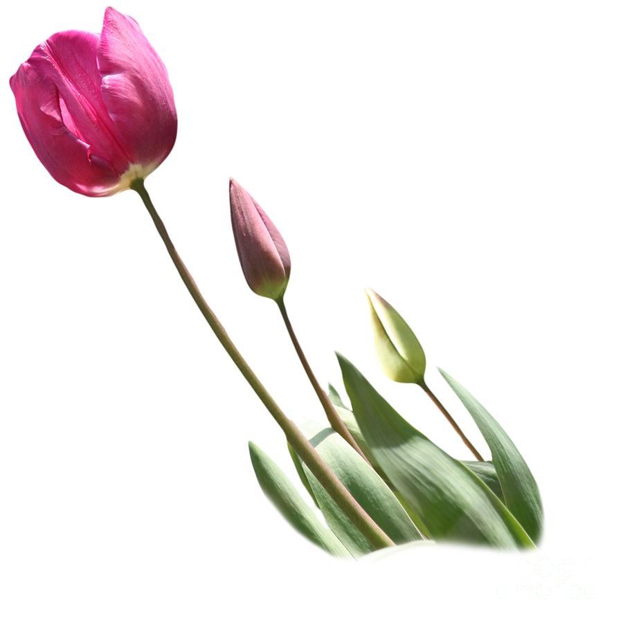 Detail Tulips Transparent Background Nomer 39